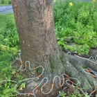 SavATree - Tree Service & Lawn Care