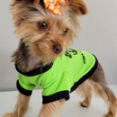 Bad, Beautiful & Bossy AKC Yorkies - Pet Breeders