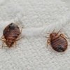 Fillmore Termite & Pest Control Inc gallery
