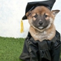 Pups University