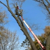 Liscombe Tree Service gallery