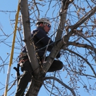 Longhorn Tree Service