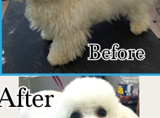 Tattle Tails Mobile Dog Grooming