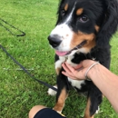 Pet Stop of WNY - Pet Training