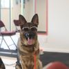 Kurtz K-9's Dog Training gallery