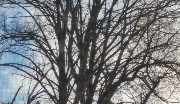 Four Brothers Tree - Bensalem, PA. Before