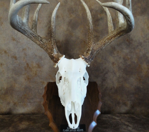 Classic Antler Mounts LLC - Aurora, CO