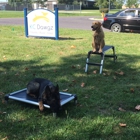 KC Dawgz Dog Training Academy