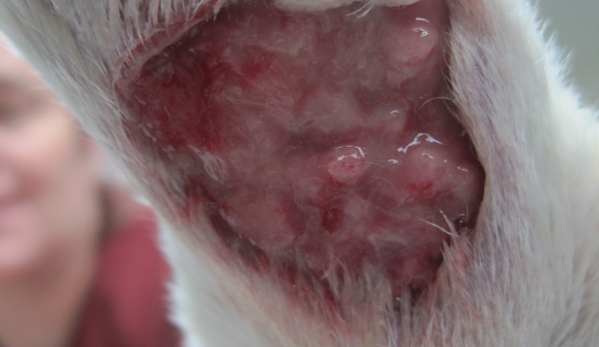 Country Lane Kennel - New Carlisle, OH. Infection resulting from her circulation being cut off in her leg for at least hours. She has suffered needlessly.