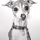 Animal Art and Pet Portraits by Stephanie Grimes