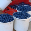 Florida Best Blueberry Farm gallery