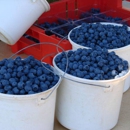 Florida Best Blueberry Farm - Farms