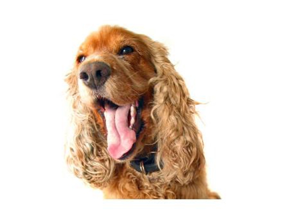 Guard Dog Training Centre Pty Ltd - Berkshire Park, NSW