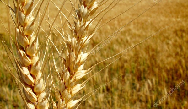 Evison Grain and Transport - Drouin, VIC