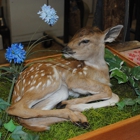 Howard Barnes Taxidermy