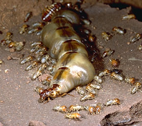 Pest Police Australia - Cranbourne South, VIC. Don’t let termites eat you out of house & home! Call us today.