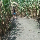 West Farm Corn Maze