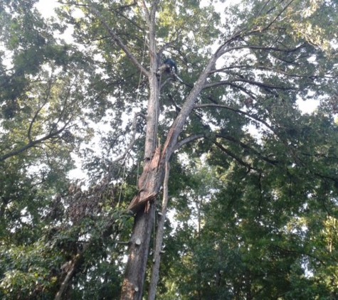 Castro Tree Service, LLC - Apex, NC