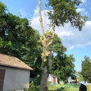 Allison Tree Services - Tree Service