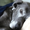 Forever Loved Veterinary Services gallery