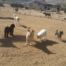 Joshua Tree Pet Resort - Pet Boarding & Kennels