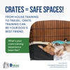 D For Dogz gallery