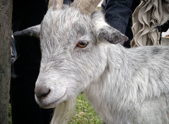 Farm Sanctuary - Watkins Glen, NY