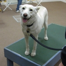 Positively DOGS, LLC - Dog Training