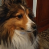 Advanced Animal Hospital Wisconsin