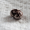 Compass Pest Control gallery