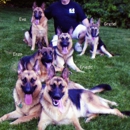 All Island K-9 Service - Dog Training