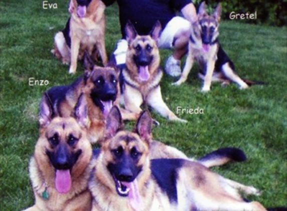 All Island German Shepherd K-9 Services - Yaphank, NY