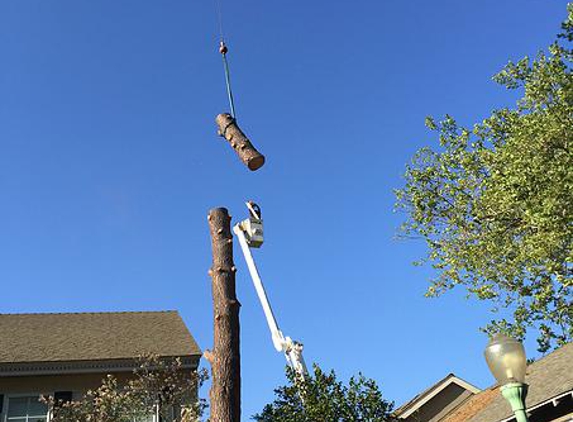 Haman Tree Service - Sacramento, CA