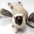 Action Pest Control, Inc. - Pest Control Services