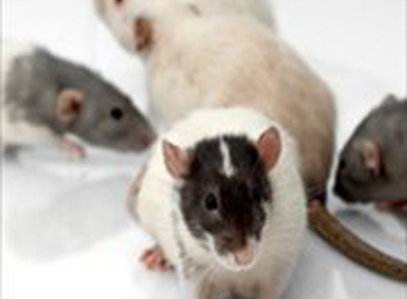 Action Pest Control, Inc. - Weymouth, MA