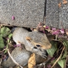 Rooted Pest Control gallery