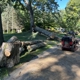 Holland Tree Services