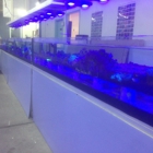Aquarium Tropical Fis