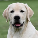 Holleigh Brook Labradors - Pet Breeders