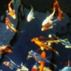 Boise River Koi and Pond Supply gallery