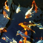 Boise River Koi and Pond Supply