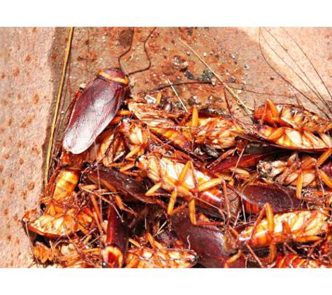 South Gippsland Pest Control