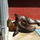 Friends of the Sea Lion Inc