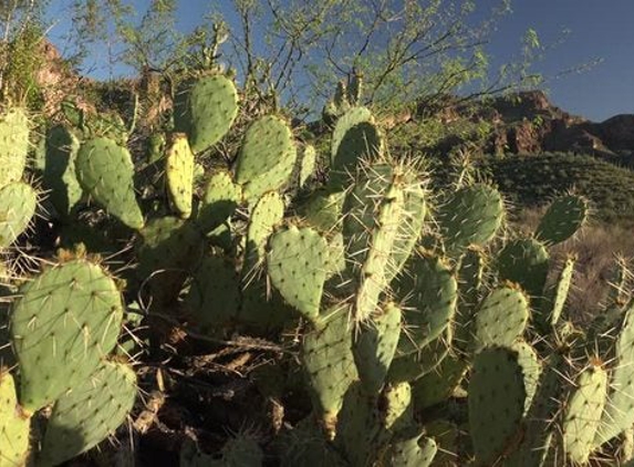 Custom Cactus - Phoenix, AZ