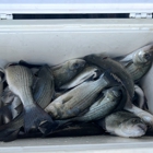 FishIn48