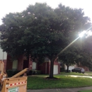 Hollow Tree Service - Tree Service