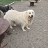 Countryside Canine gallery