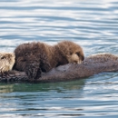 Sea Goddess Whale Watching - Boat Tours