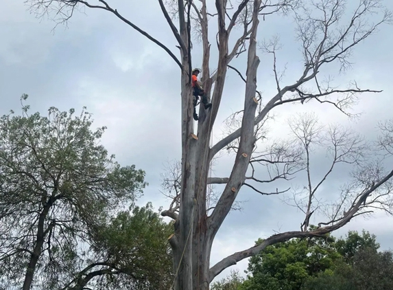 Harringtons Tree Services - Mount Evelyn, VIC