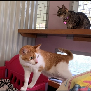 Happy Cats Cattery - Carabooda, WA